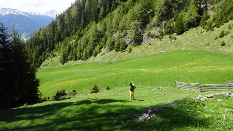 Besonders blumenreich ist dieser Abschnitt bis zum Hochgeneinerjöchl.