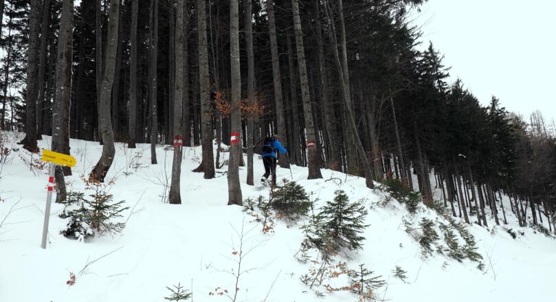 Steilanstieg im Wald ab 1080m