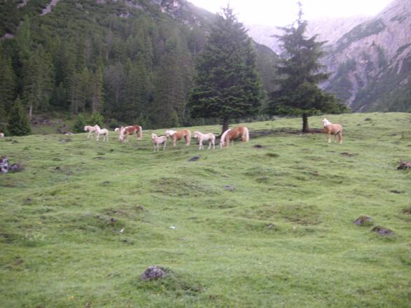 Weidetiere; Haflinger