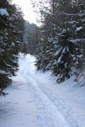 Weg durch den Winterwald