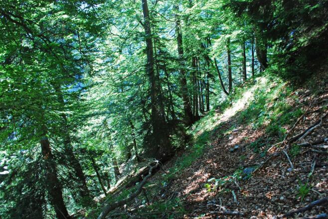 Deutliche Steigspuren im lichten Wald nach der Schlüsselstelle ins Finsterriegelkar