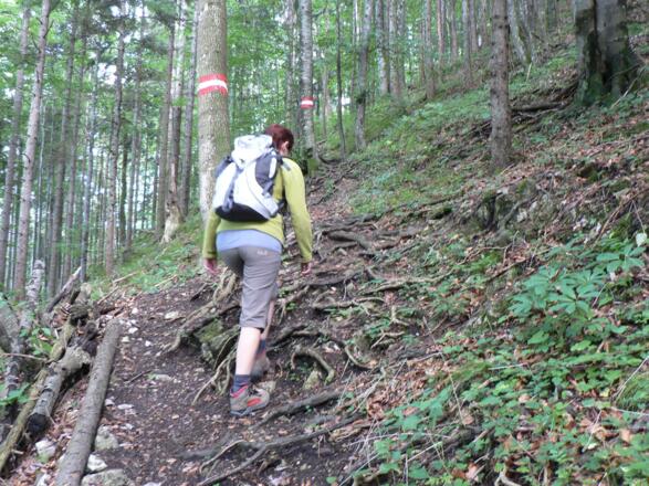 Nun in steilen Serpentinen durch den Wald