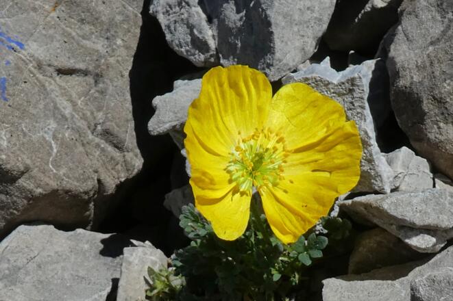 Gelber Mohn am Weittalsattel