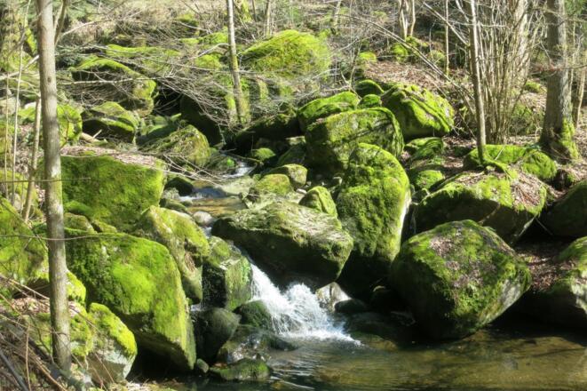 Moosbewachsene Granitfelsen im Gießenbach