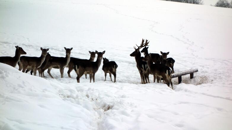 Dammhirsche 625m nahe der "Saturn" Planetenstation