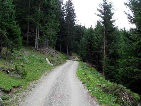 Auf einer sehr guten Forststraße geht es aufwärts.