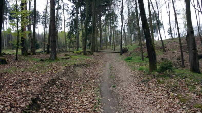 Forststraße nach dem Hohlweg um 390m