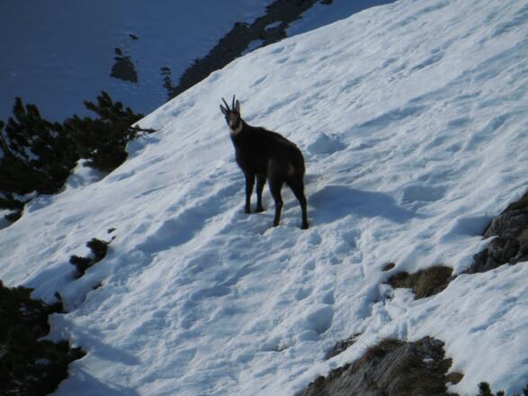 Mein einziger Begleiter heute