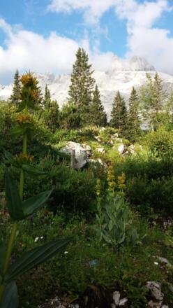 ... die drei Türme aus dem Alpengarten der Lindauer Hütte