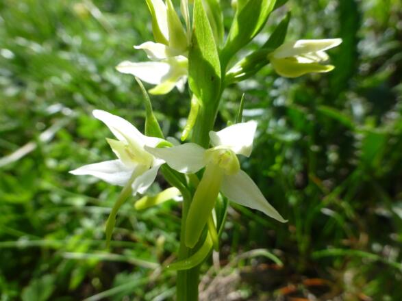 Botanisches Highlight- Weisses Breitkölbchen
