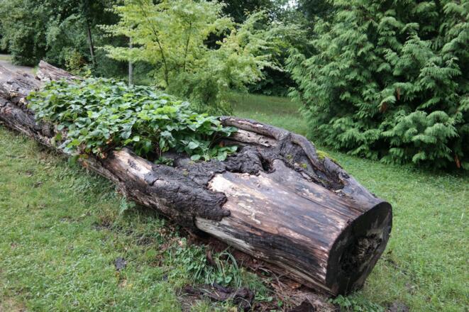 Parkanlage Schloss Ebenzweier:   Erdbeerstaude in morschem Baum