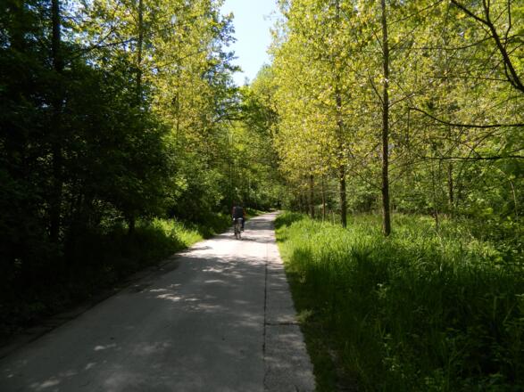 Radweg durch den Auwald