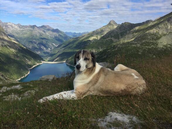 Hüttenhund "Phips"