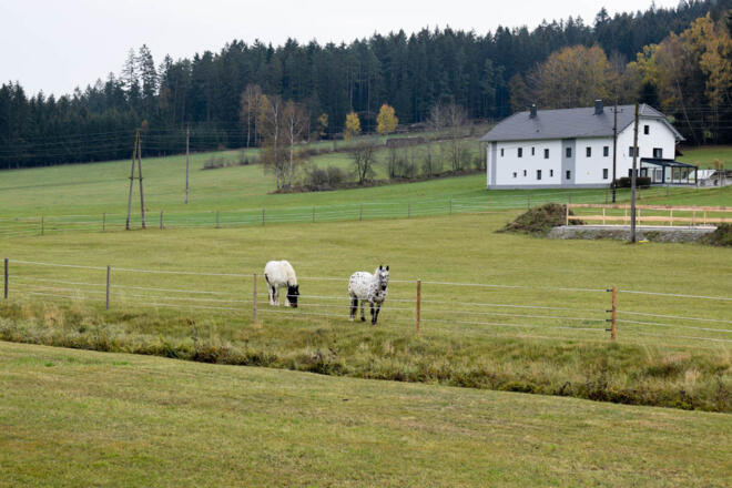 Pferde in Unterpaßberg