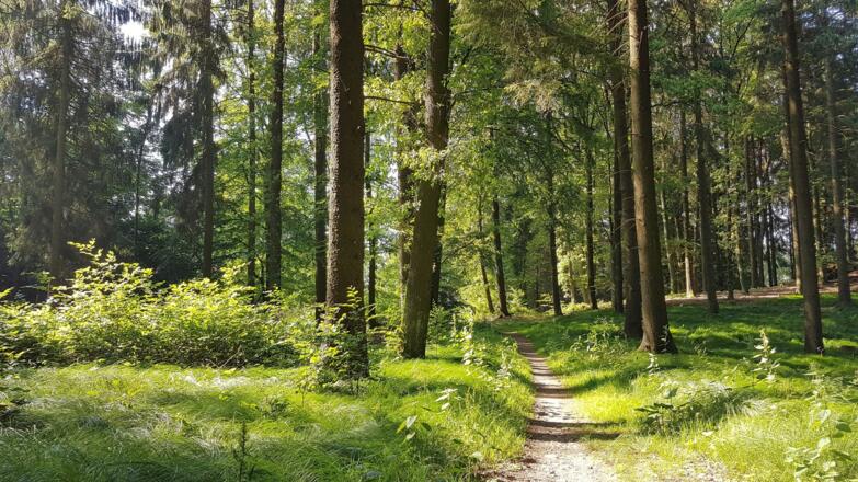 Durch einen abwechslungsreichen Mischwald runter