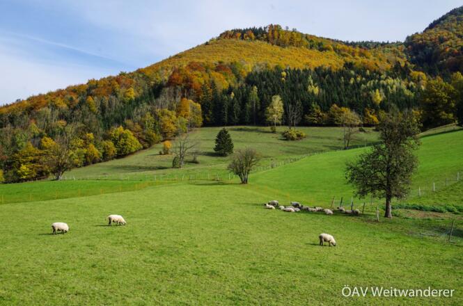 Am Weg zur Grünburger Hütte