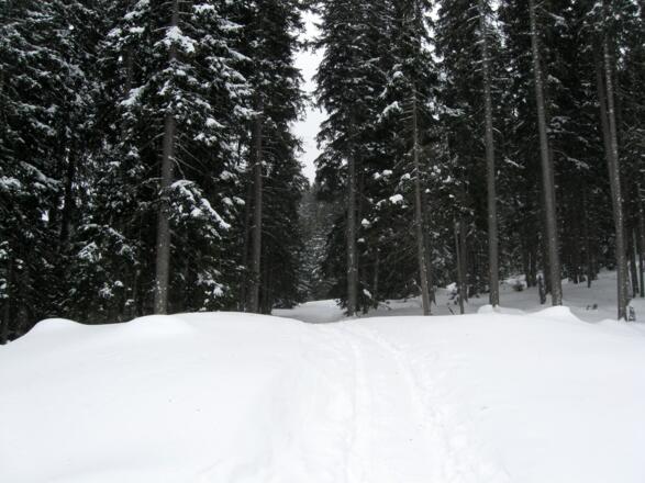 Nach der Bergstation des Schleppliftes geht es in den Wald hinein.
