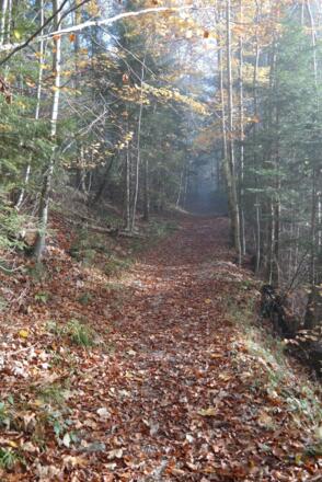 Schöne Steige am Dürrenberg.