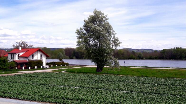 263m Donauradweg Süd bei Brandstatt