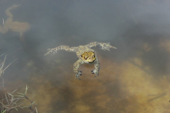Zur Laichzeit im Frühling tummeln sich hier viele Kröten im Wasser.