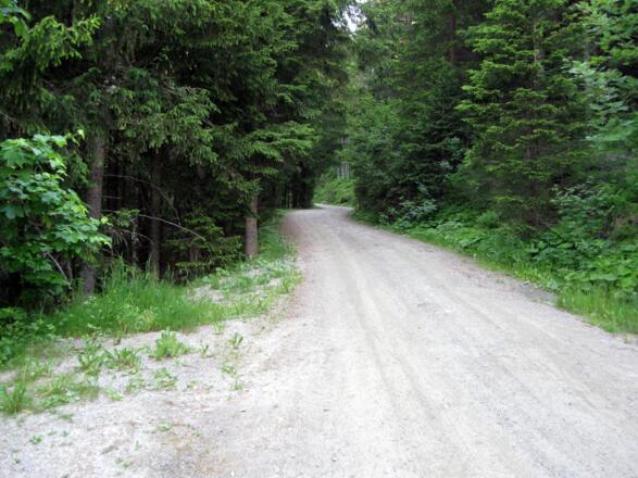 Auf sehr guter Forststraße geht es stetig mäßig steil aufwärts. Flachpassagen gibt es kaum.