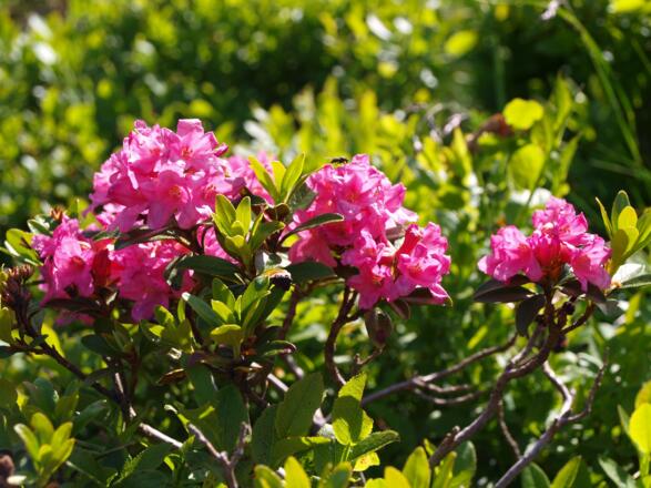 Almrauschblüten
