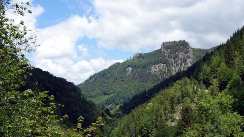 Rotwagmauer 1191m, von der Forststraßen-Gabelung um 730m gesehen