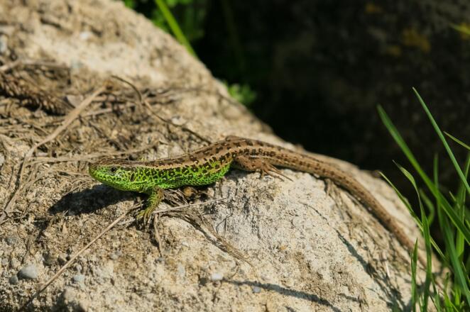 An den besonnten Wegböschungen entlang des Rundwegs auf der Rettenbachalm ist immer wieder die prachtvolle Zauneidechse (Lacerta agilis) zu beobachten.