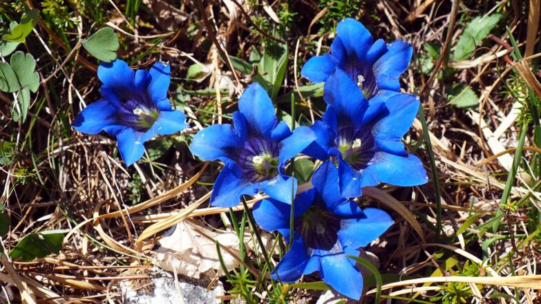 Enziane beim Abstieg voll geöffnet