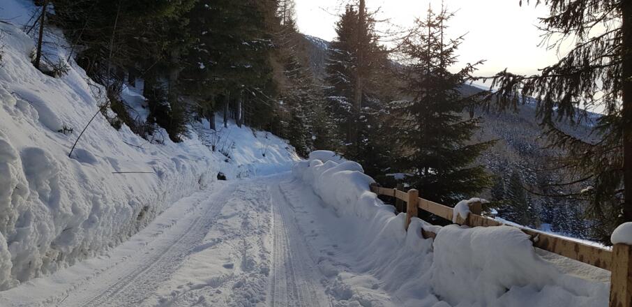 Kurz der Forststraße entlang
