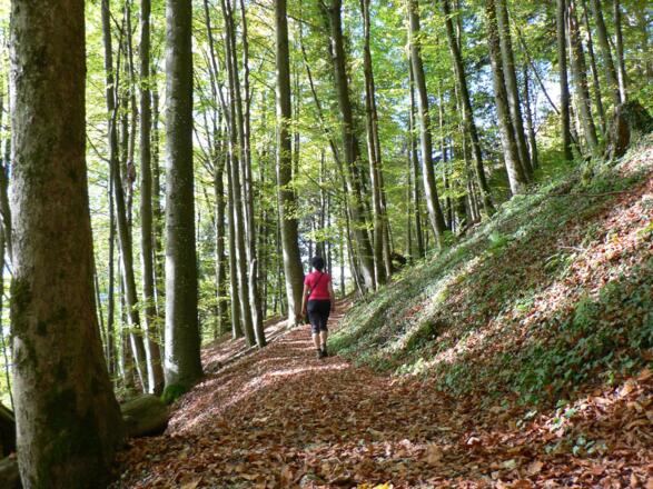 ...zuerst über den schön angelegten Waldlehrpfad...