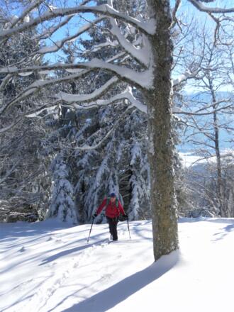 Gipfelwald