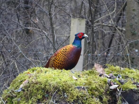 Ein Prachtstück von einem Fasan