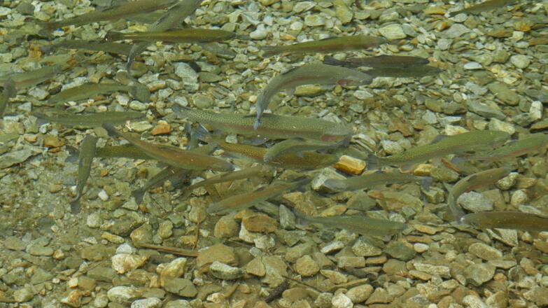Forellen in einem Tümpel neben dem Waldweg