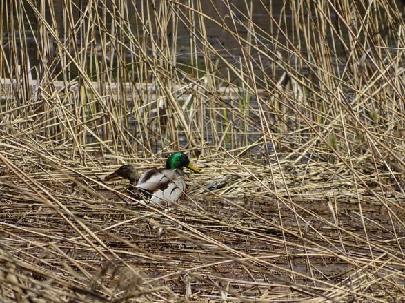 Stockenten beim Langrüttiweiher