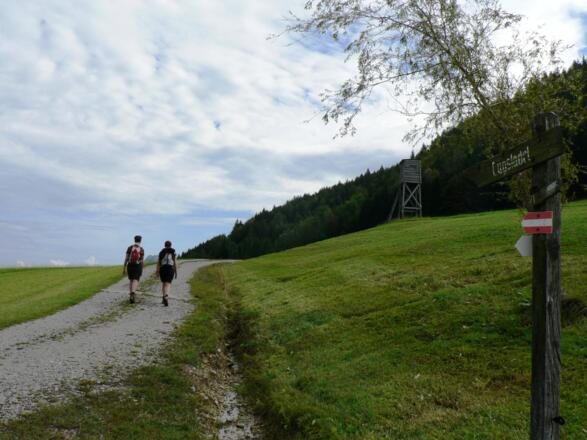 Vom Hintsteiner folgen wir den Wegweisern über einen breiten Fahrweg...