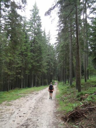 Waldweg