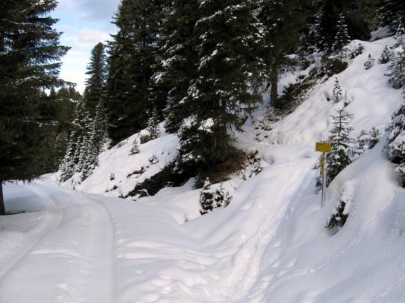 Und erreicht eine breite Forststraße, der man aber wiederum nun talauswärts folgt.