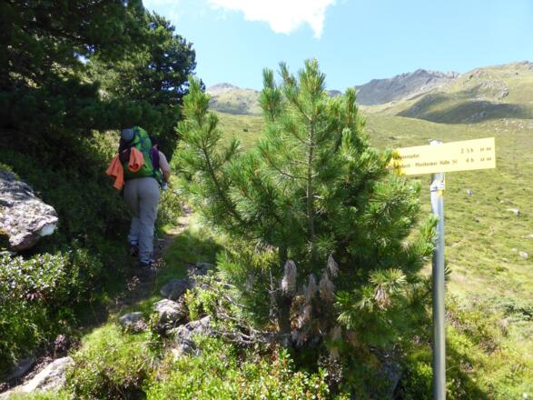 Durch den Zirbenwald zum Satteljoch