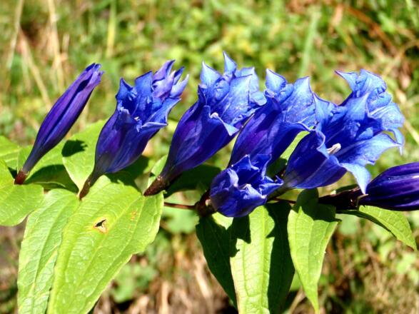 Schwalbenwurz-Enziane