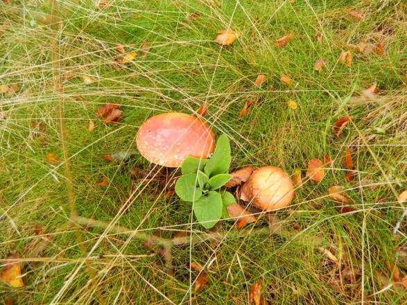 Fliegenpilze am Weg
