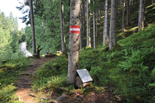 Der Weg führt in moosigen Walt, Schautafeln informieren über biologische und kulturelle Besonderheiten.