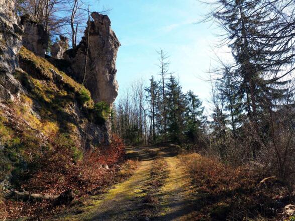 Rückweg Forststraße um 590m