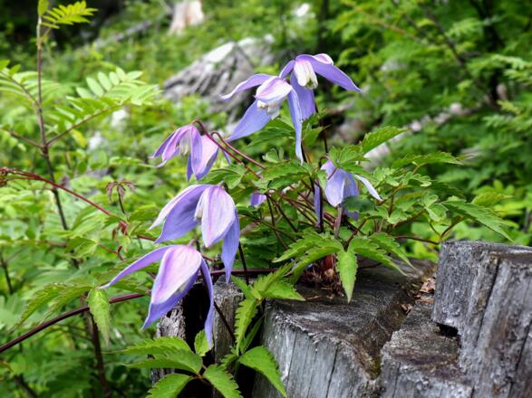 Waldreben-Blüten um 1350m
