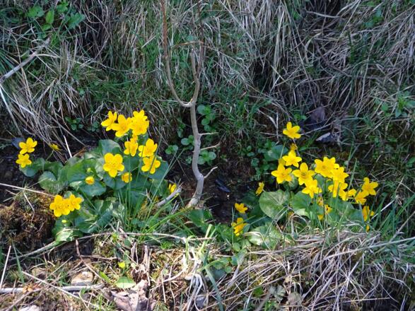 So viele Sumpfdotterblumen an einem Tag!