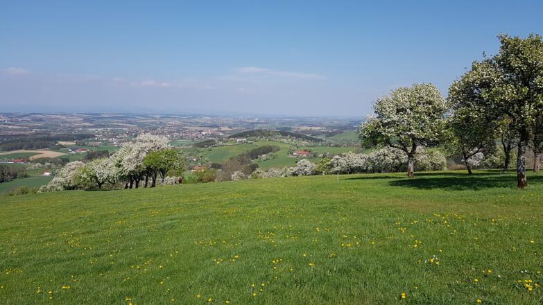 unzählige blühende Bäume