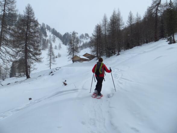 Im lichter werdenden Wald unterhalb der Tschernied Alm