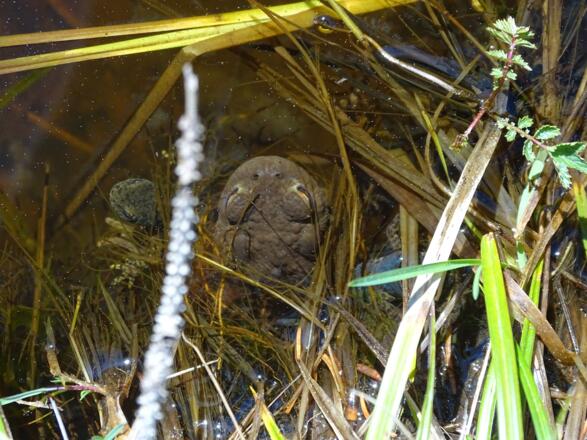 Bergmolch und Erdkröte, dicke Freunde?