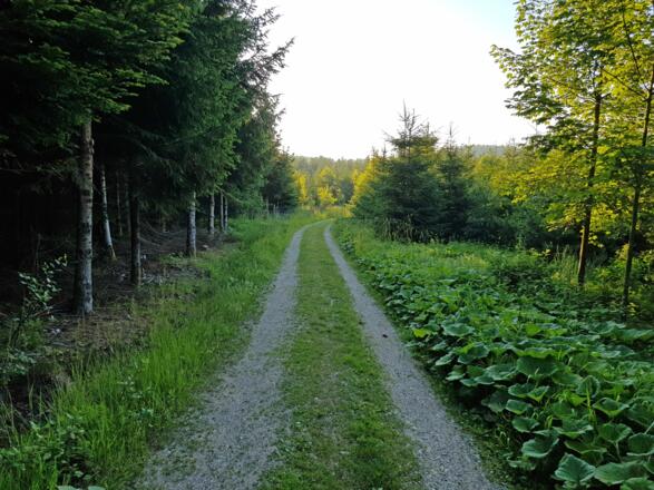 Auf Forststraße im Litzingerforst