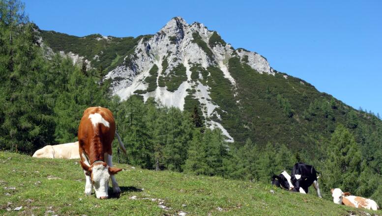 Laglalm 1324m mit Mannsberg